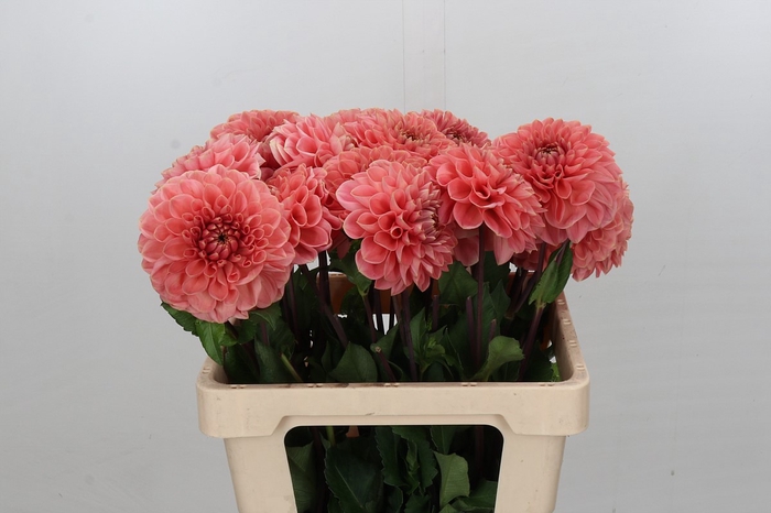 <h4>Dahlia Romance</h4>