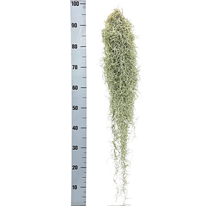 tillandsia usneoides grey xxl