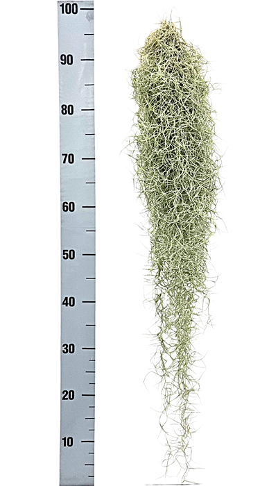 <h4>Tillandsia Usneoides Grey Xxl</h4>