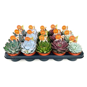 Echeveria gemengd