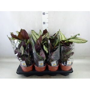 Calathea majestica 'Whitestar'
