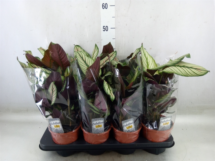 <h4>Calathea majestica 'Whitestar'</h4>