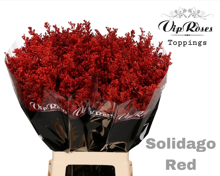 SOLIDAGO RED