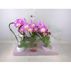 Phalaenopsis   ...rose