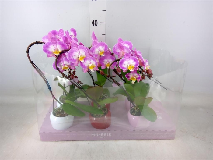 <h4>Phalaenopsis   ...rose</h4>