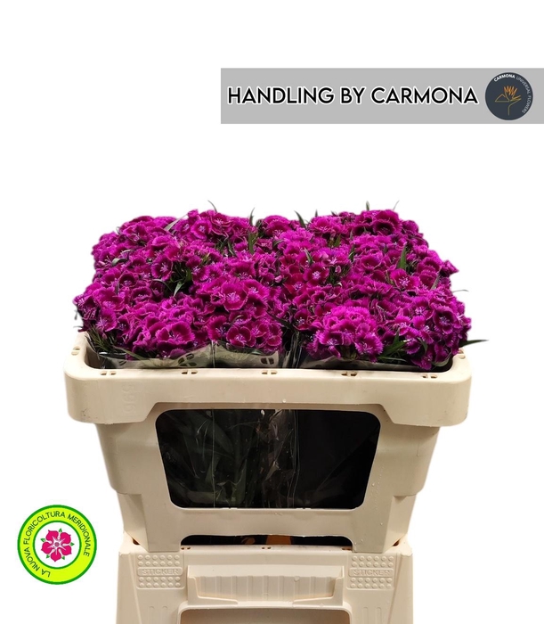 <h4>DI BARB JOLLY BRE</h4>