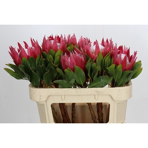 Protea Cynaroides Madiba