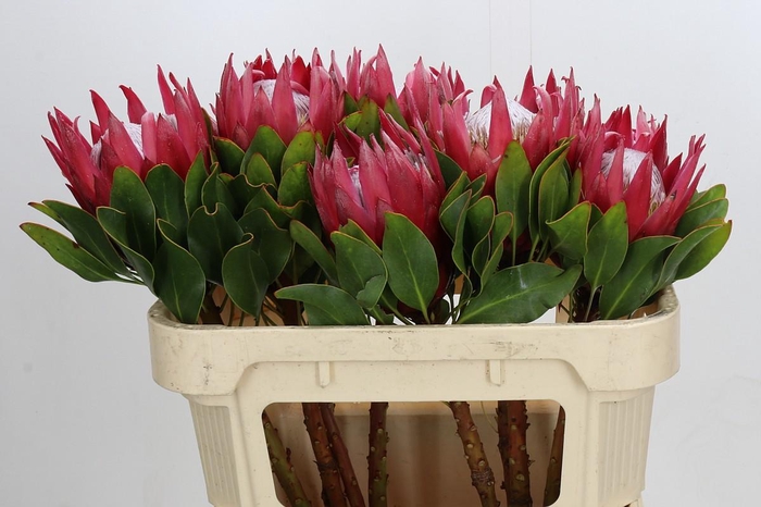 <h4>Protea Cynaroides Madiba</h4>