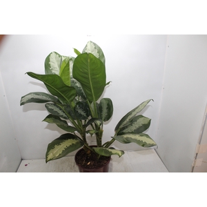 AGLAONEMA PATAYA P23