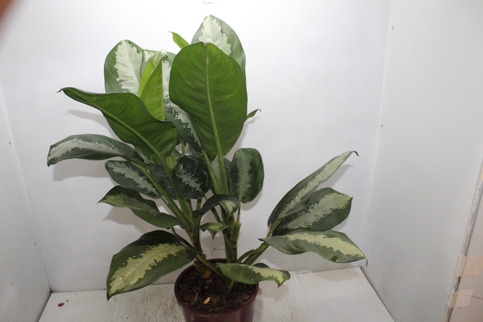 <h4>AGLAONEMA PATAYA P23</h4>