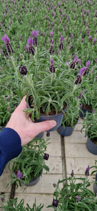 <h4>LAVANDULA STOECHAS</h4>