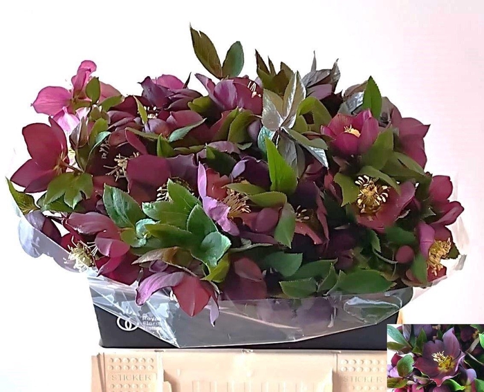 <h4>HELL OR QUEENS RED</h4>