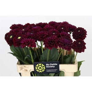 Dahlia Black Fox