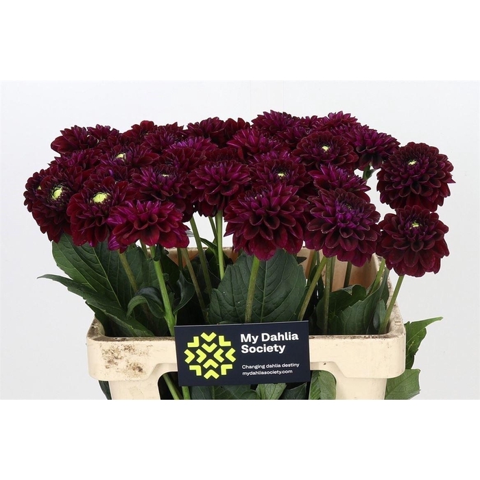 <h4>Dahlia Black Fox</h4>
