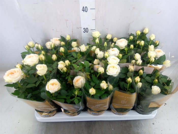<h4>Rosa  'Belami Kordana'</h4>