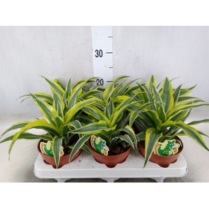 Dracaena frag. 'Surprise'