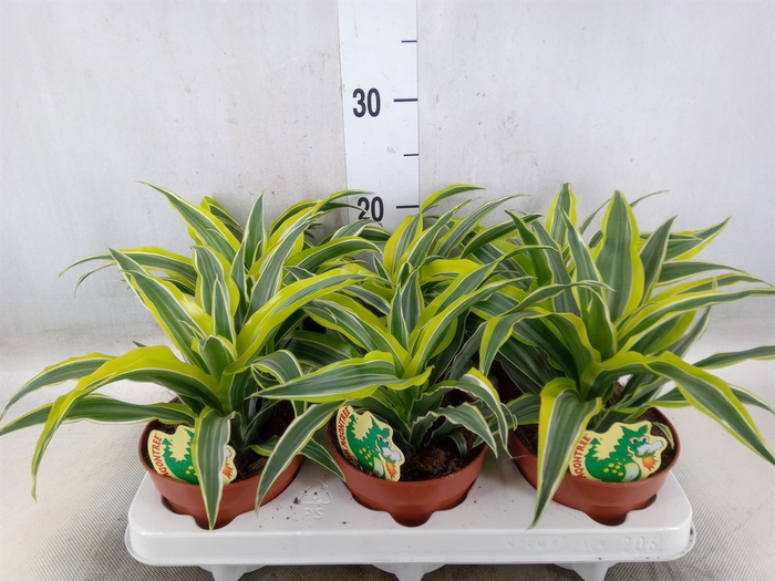 <h4>Dracaena frag. 'Surprise'</h4>