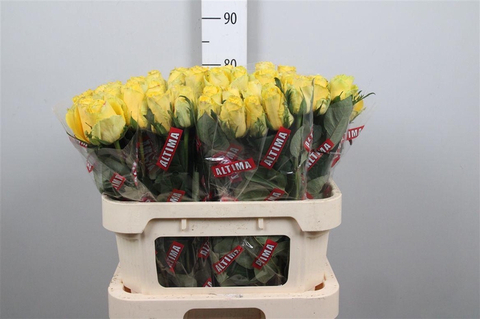 <h4>R Gr Good Times</h4>