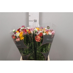 Ran El Mixed In Bunch