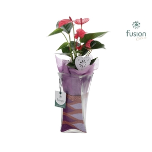 Glazen Twistervaas met Anthurium