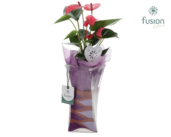 <h4>Glazen Twistervaas met Anthurium</h4>
