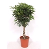 Schefflera Compacta