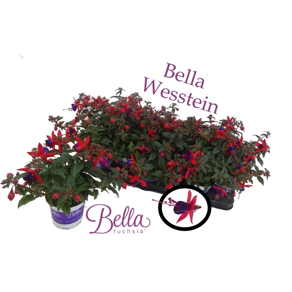 <h4>bella Fuchsia 'Sasha' ( Staand )</h4>