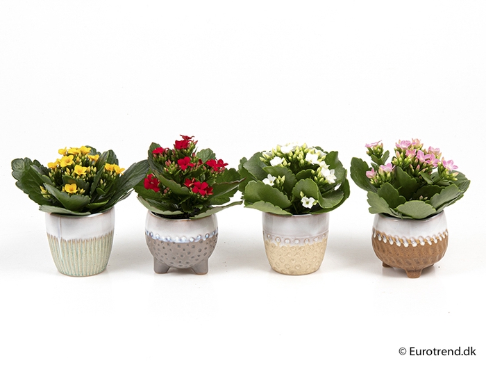 <h4>KALANCHOE BLOSSF P6 E 2010 NEW LOOK</h4>