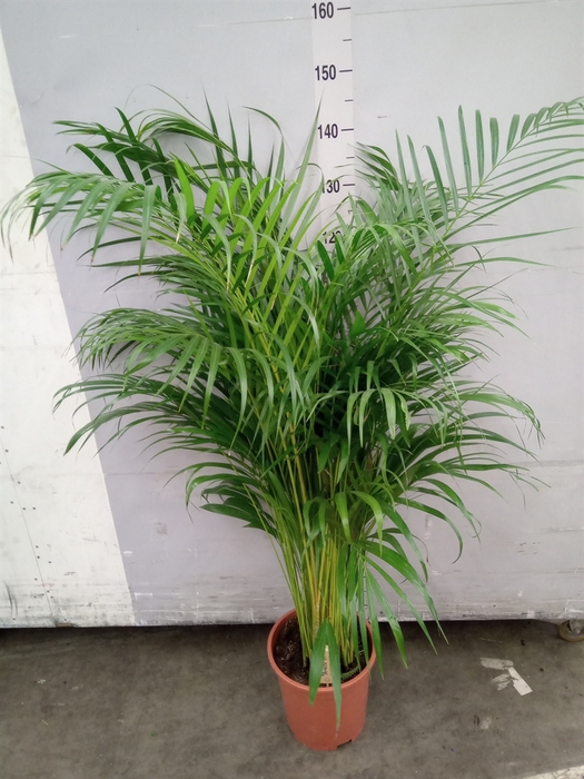 <h4>Dypsis lutescens   ...Chrysalidoca</h4>