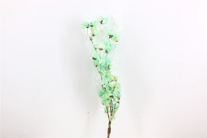 <h4>Dried Bougainvillea X5 55cm Turquoise Bunch</h4>