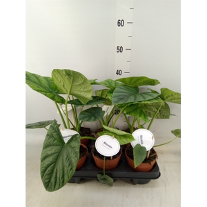 Alocasia   ...