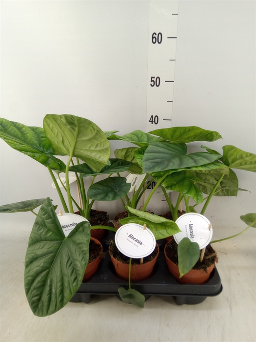 <h4>Alocasia   ...</h4>