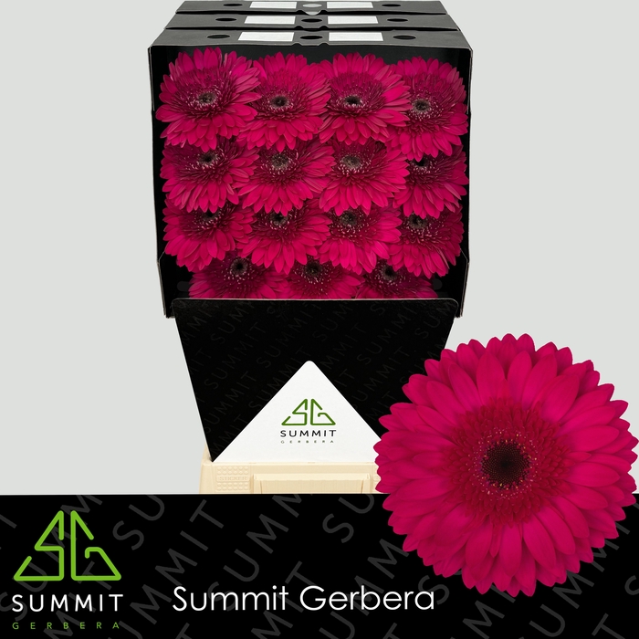 <h4>Gerbera Martini Diamond</h4>