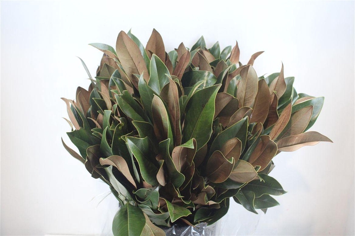 <h4>Magnolia P Bunch</h4>