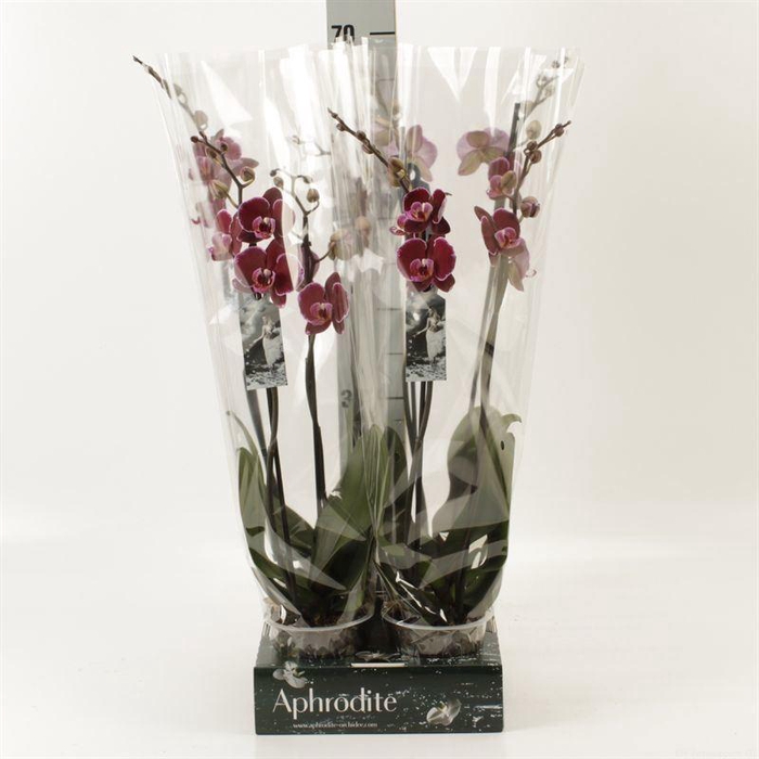 <h4>Phalaenopsis  'Ant Montpellier'</h4>