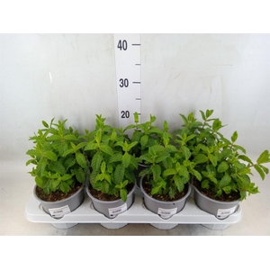 Mentha spicata