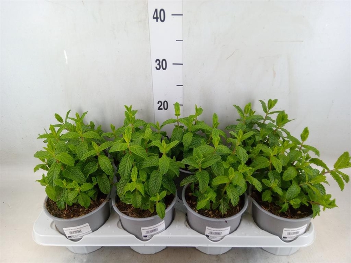 Mentha spicata