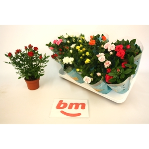 RO B MONDE GEM 7 SRT