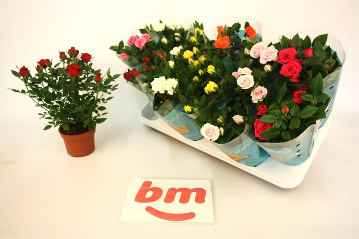 <h4>RO B MONDE GEM</h4>