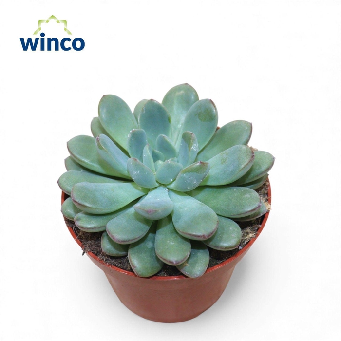<h4>Echeveria Morning Dew</h4>