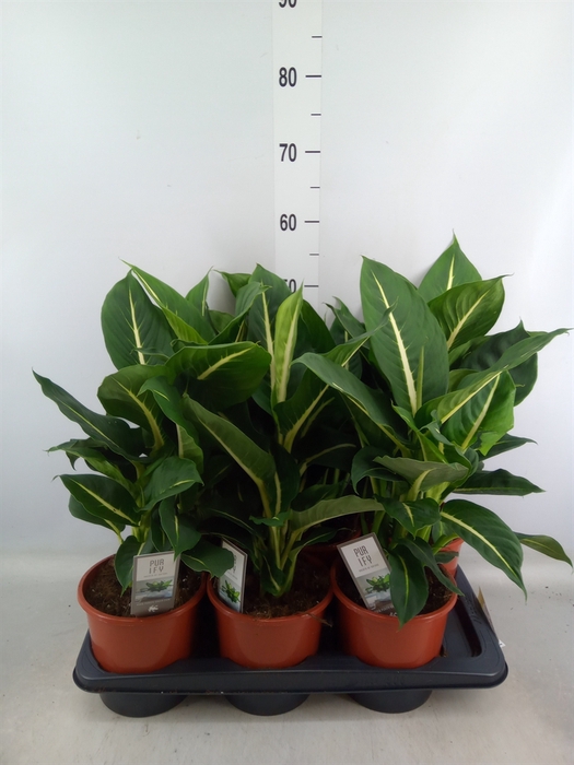 <h4>Dieffenbachia  'Green Magic'</h4>