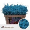 Solidago DYED Blue Light