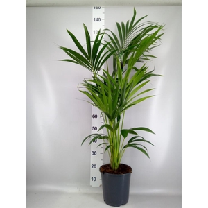Howea forsteriana