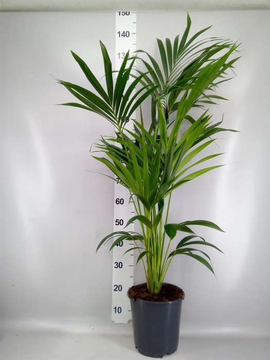 <h4>Howea forsteriana</h4>