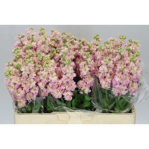 Matthiola Champagne