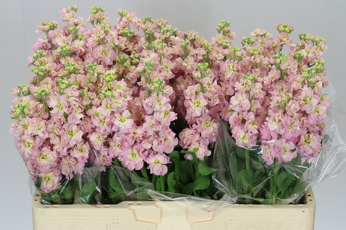 <h4>Matthiola Champagne</h4>