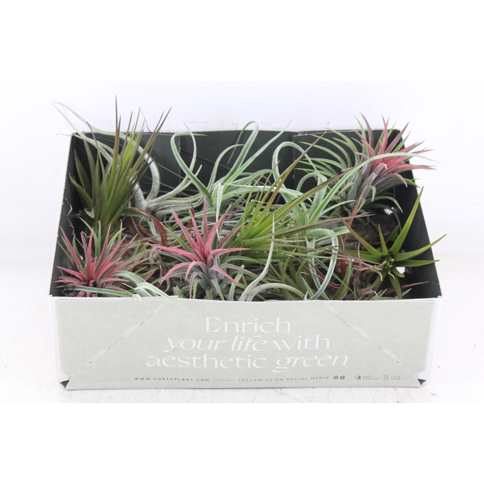 <h4>Arr3 Cp - Till. Doos Mix X20</h4>