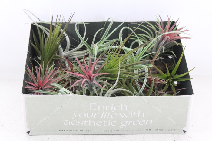 Arr3 Cp - Till. Doos Mix X20