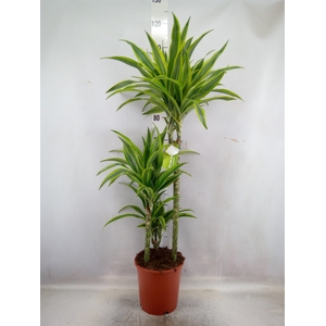 Dracaena fr de 'LemonLime'