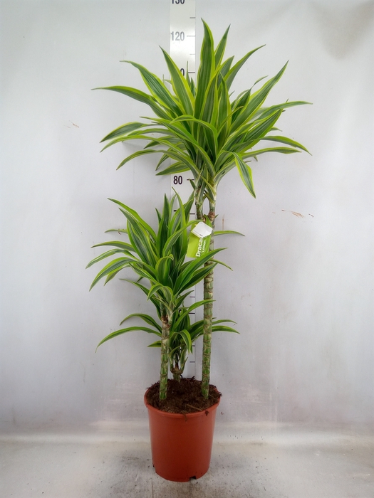 Dracaena fr de 'LemonLime'